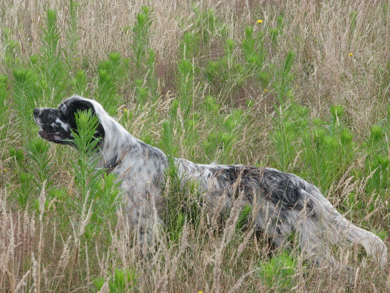 Banjo de Nive Adour